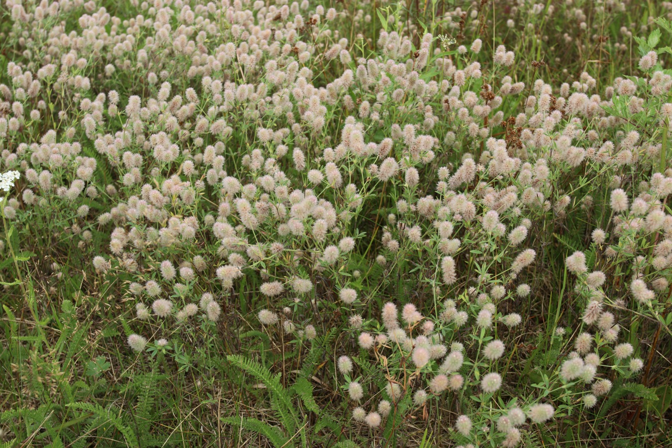 Image of Trifolium arvense specimen.