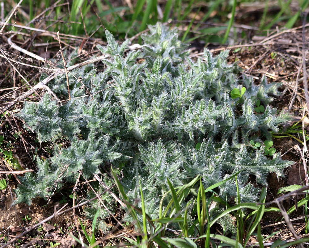 Image of Cirsium vulgare specimen.