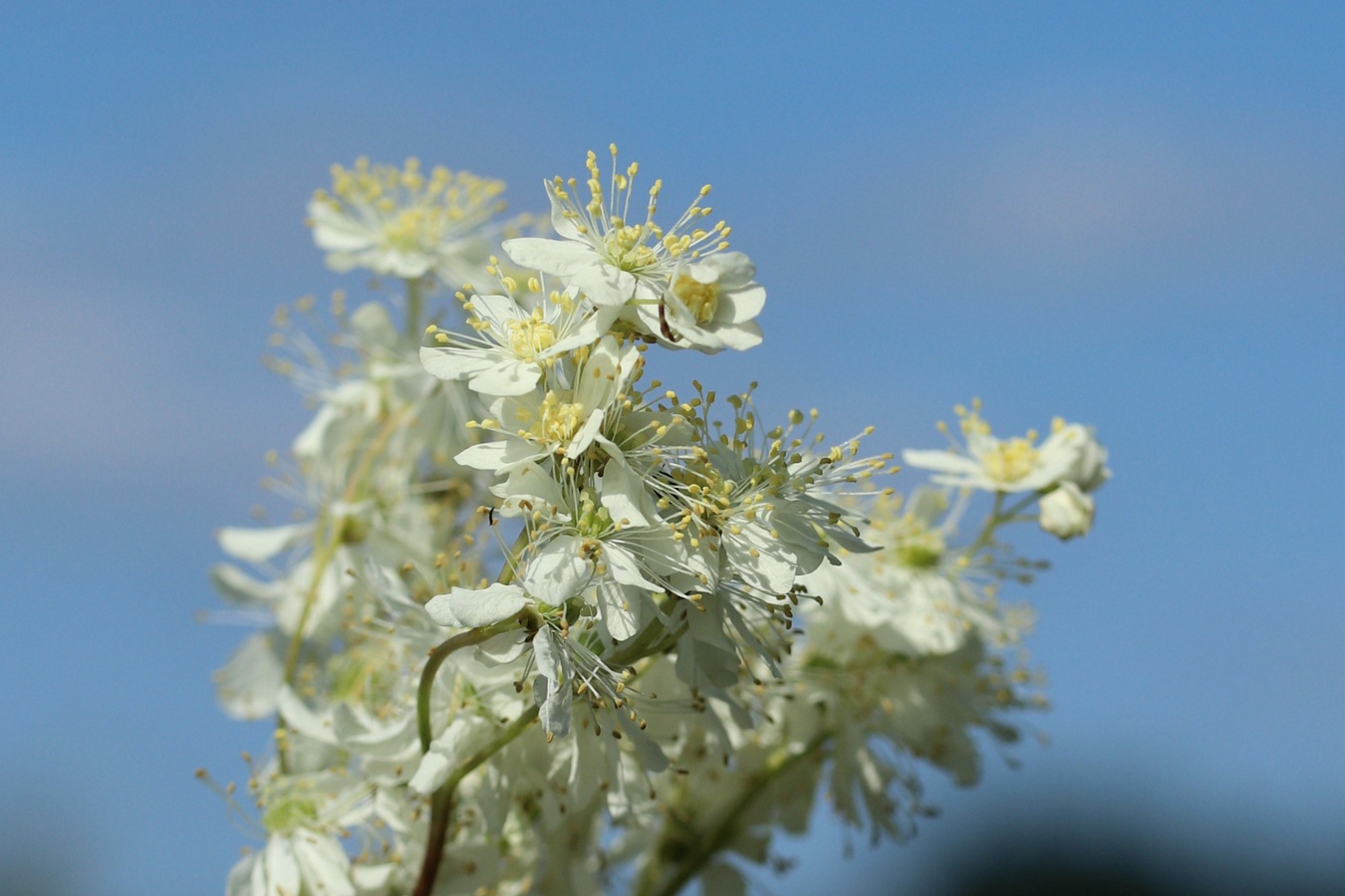 Изображение особи Filipendula vulgaris.