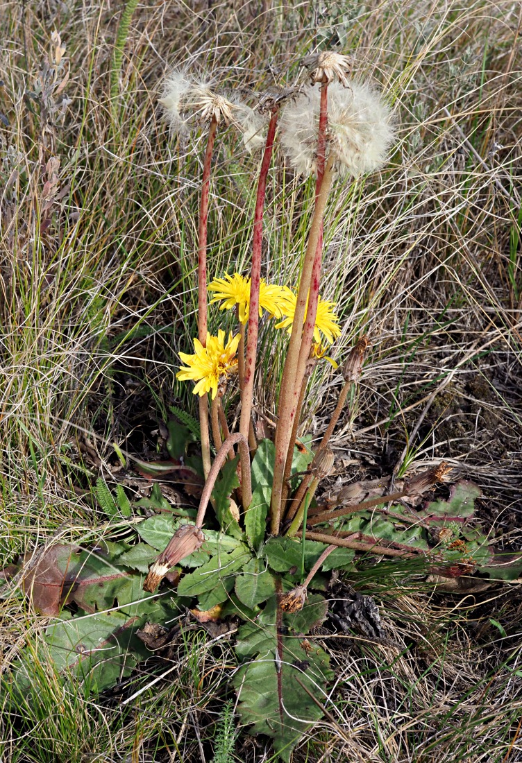 Изображение особи Taraxacum serotinum.