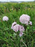 Valeriana capitata