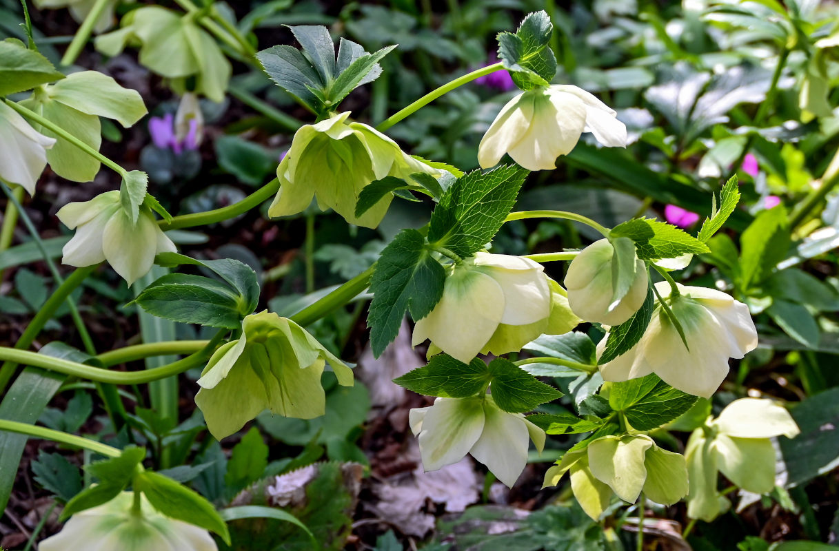 Image of Helleborus caucasicus specimen.