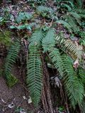 Polystichum braunii. Взрослое растение в сообществе с Ruscus colchicus. Краснодарский край, Сочи, Хостинский р-н, ущ. р. Большая Хоста, смешанный лес. 11.03.2025.