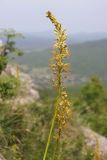 Eremurus thiodanthus