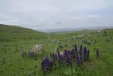 Ajuga orientalis. Цветущие растения. Грузия, Самцхе-Джавахети, Ахалкалакский муниципалитет, окр. г. Диди-Гюней, выс. 1880 м н.у.м., луг. 18 мая 2025 г.