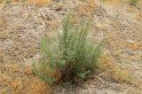 Salsola dendroides