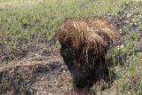 Carex appropinquata. Обгоревшее во время пала расцветающее старое растение. Беларусь, Витебская обл., пос. Езерище, сырой луг между грунтовой дорогой и заболоченным ивняком. 09.05.2025.