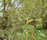 род Salix