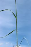 Poa pratensis