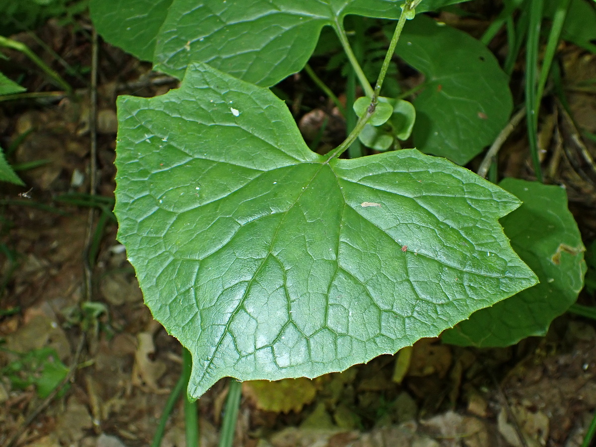 Image of Parasenecio auriculatus specimen.