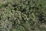genus Astragalus. Вегетирующее растение. Турция, ил Ван, р-н Битлис, восточный склон горы Немрут, сырт Магара, горная степь. 21 мая 2025 г.