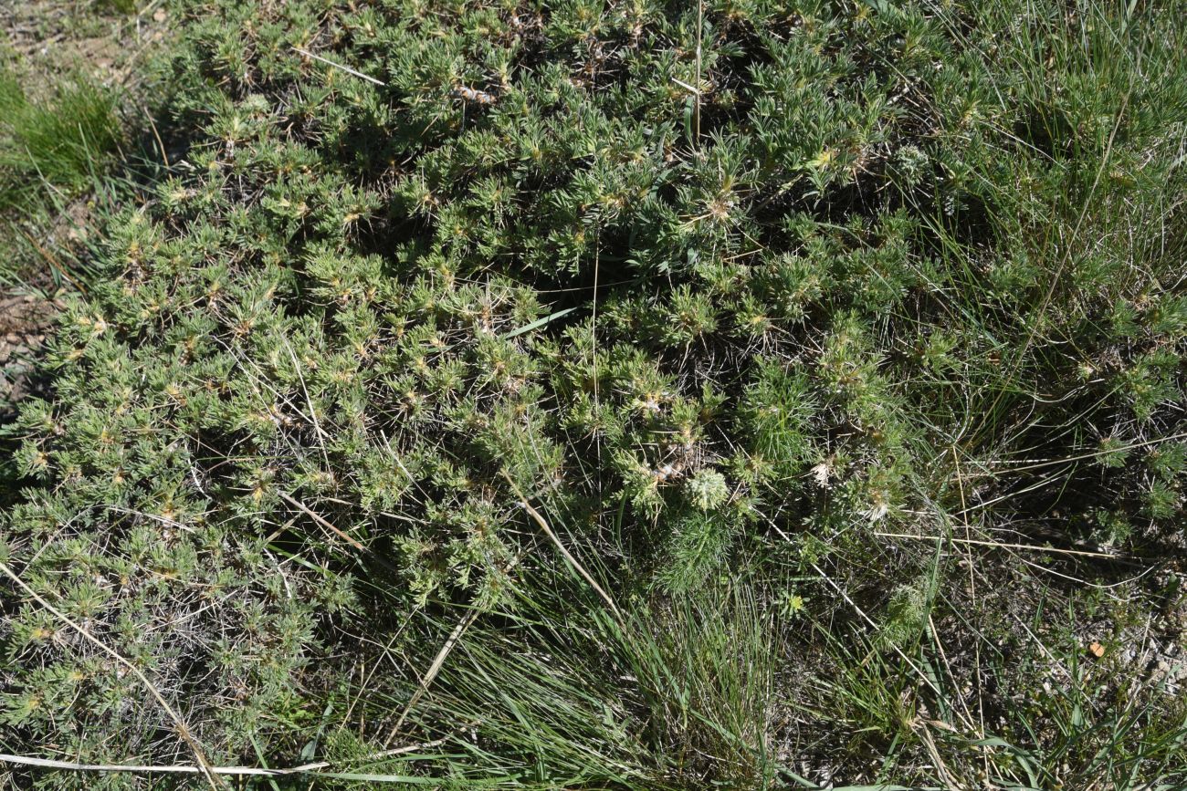 Image of genus Astragalus specimen.