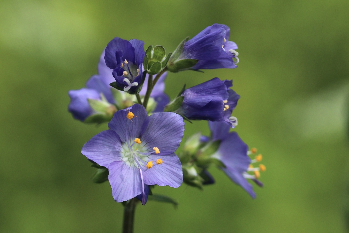 Image of Polemonium caeruleum specimen.