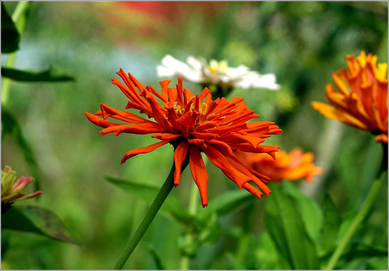 Image of Zinnia elegans specimen.