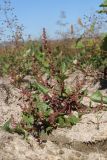 Oxybasis chenopodioides. Цветущие растения. Крым, Бахчисарай, вдхр. Эгиз-Оба, обнажившееся после спада воды глинистое дно. 21.09.2025.