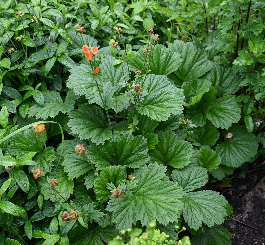 Image of Geum quellyon specimen.