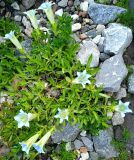 Gentiana angustifolia