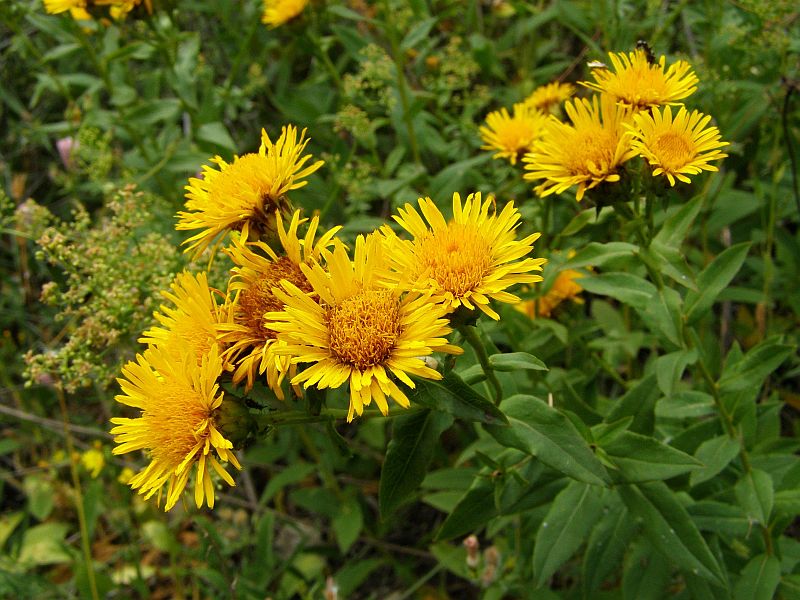 Изображение особи Inula aspera.