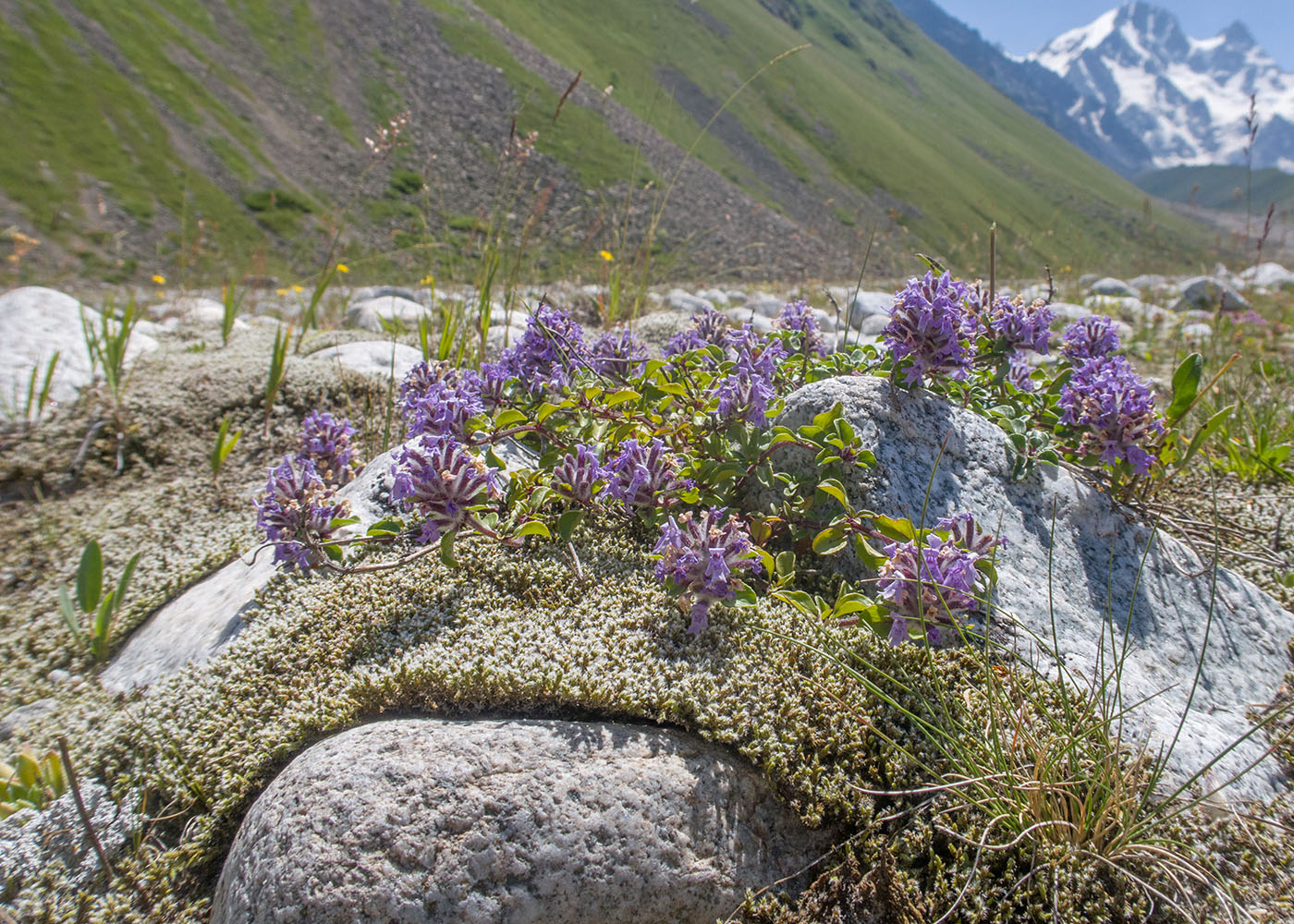 Изображение особи Ziziphora puschkinii.