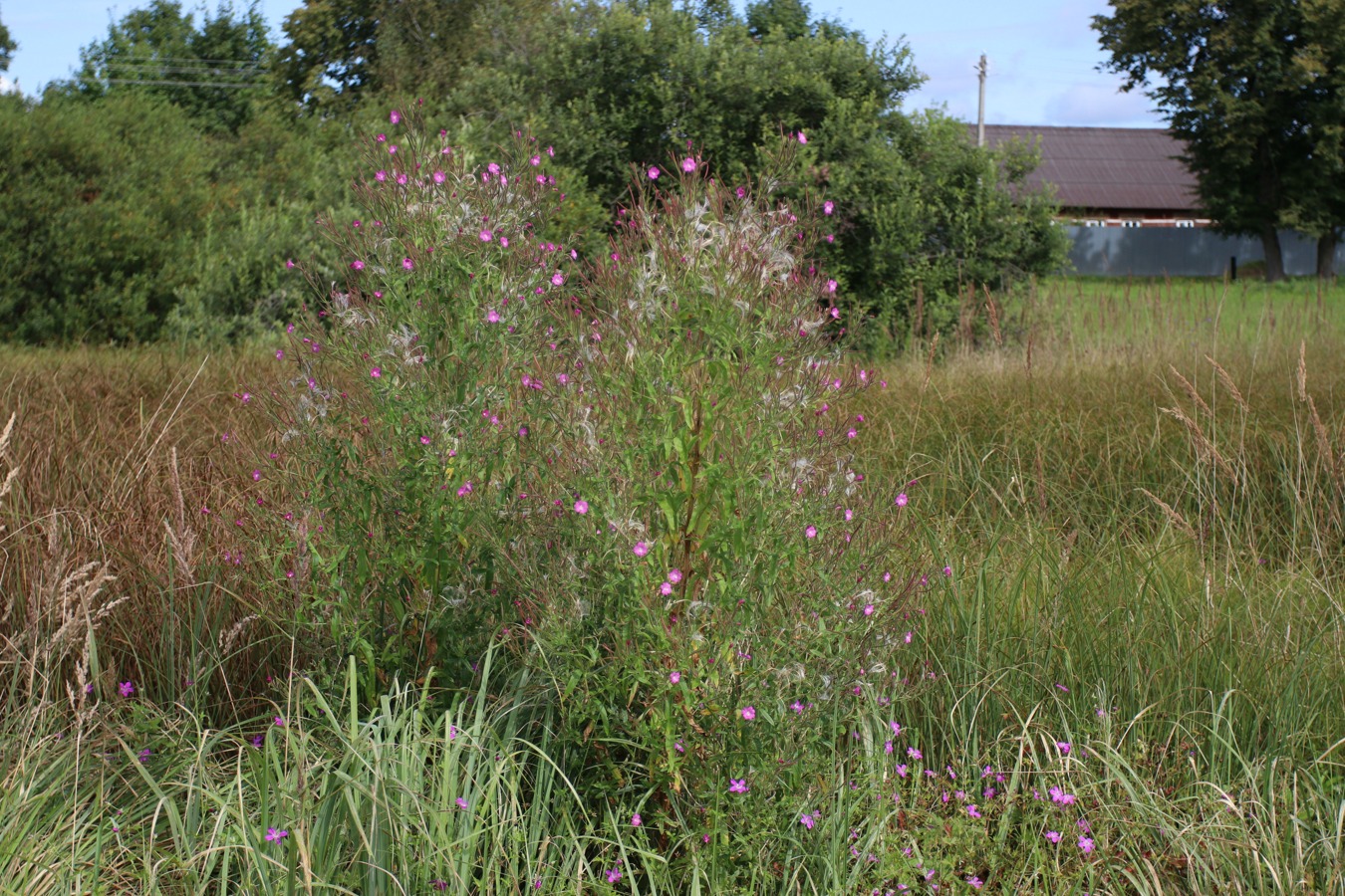 Изображение особи Epilobium hirsutum.