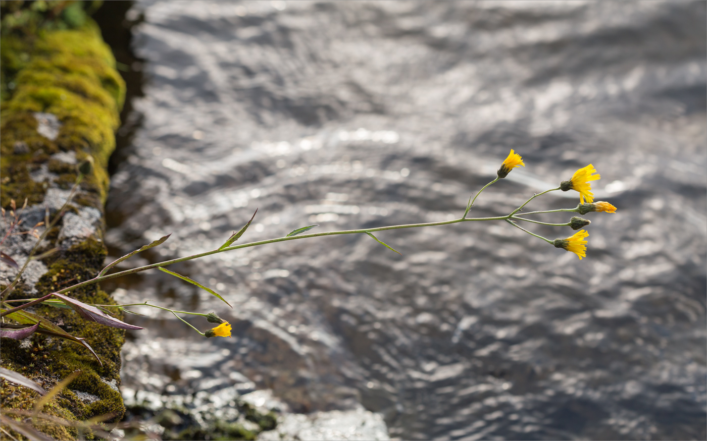 Image of genus Hieracium specimen.