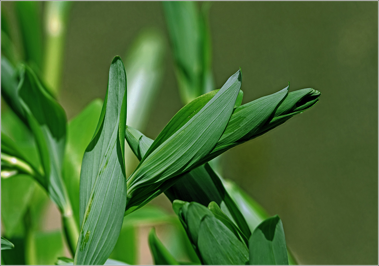 Изображение особи Polygonatum multiflorum.