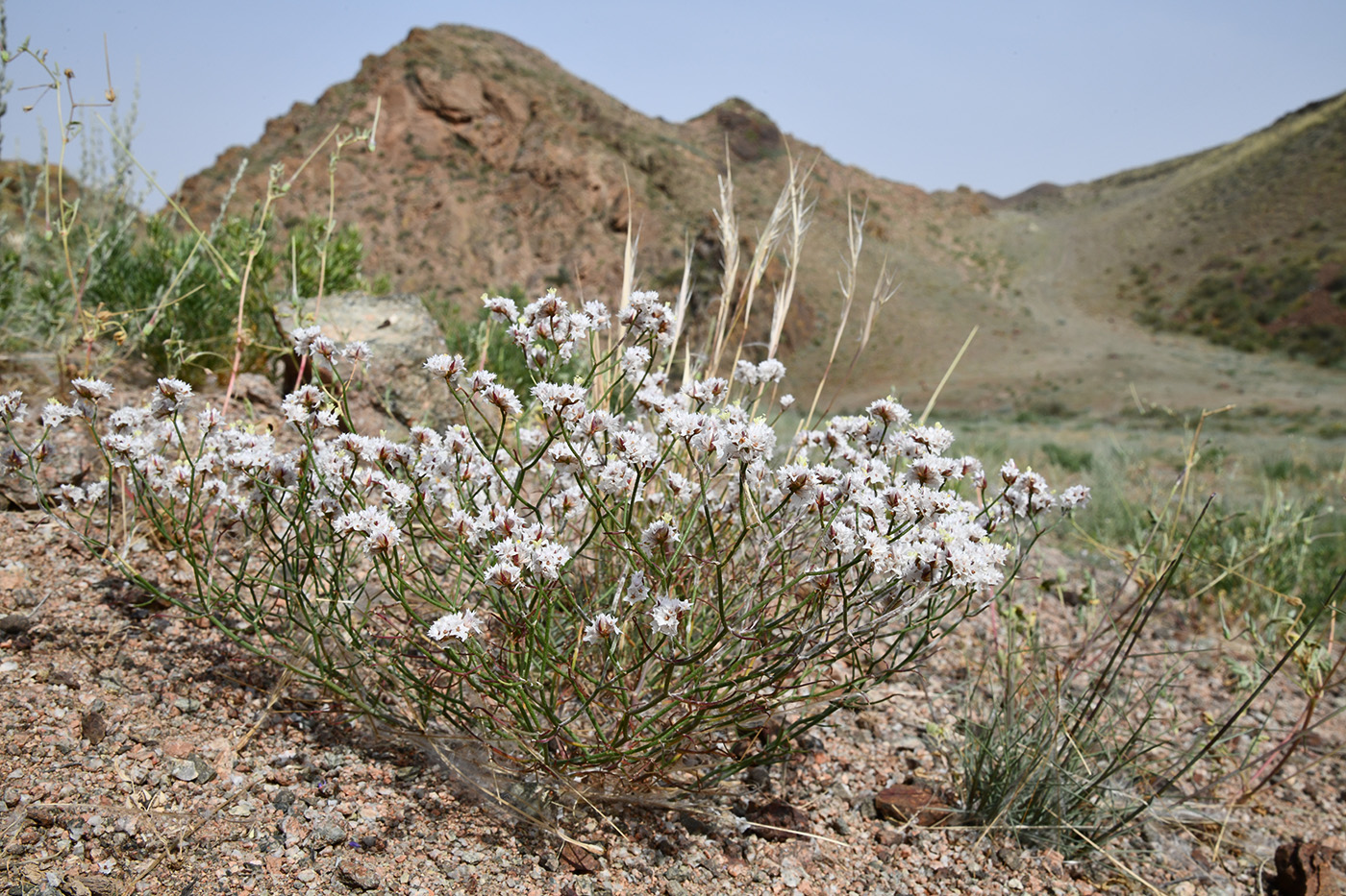 Image of Limonium michelsonii specimen.