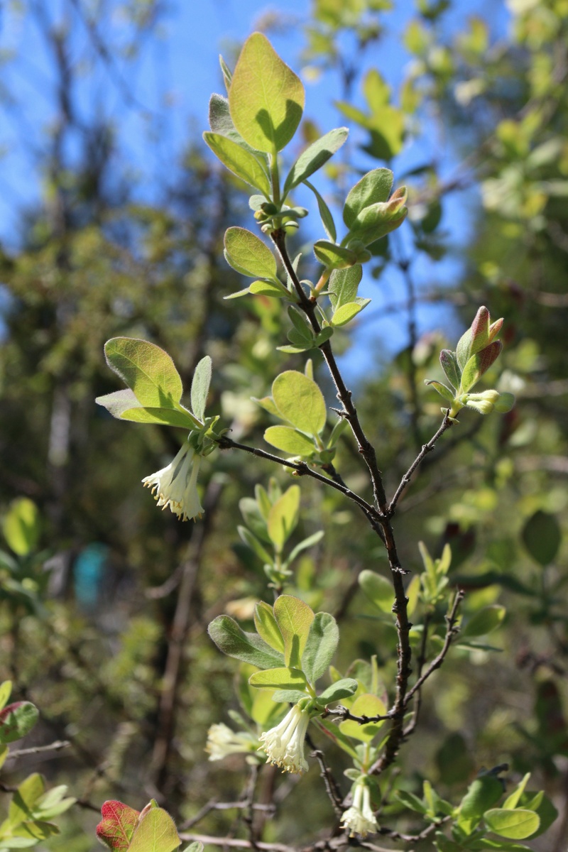 Изображение особи Lonicera baltica.