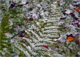 Matteuccia struthiopteris. Вайя, засыпанная снежной крупой. Московская обл., Раменский р-н, окр. дер. Хрипань, садовый участок. 08.10.2015.