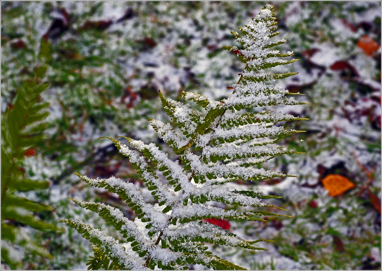 Изображение особи Matteuccia struthiopteris.