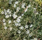 Cerastium szowitsii. Цветущие растения. Азербайджан, Нахчыван, Ордубадский р-н, окр. с. Нюргют, близ оз. Гек-гель, Зангезурский хр., альпийский луг. 17.08.2021.