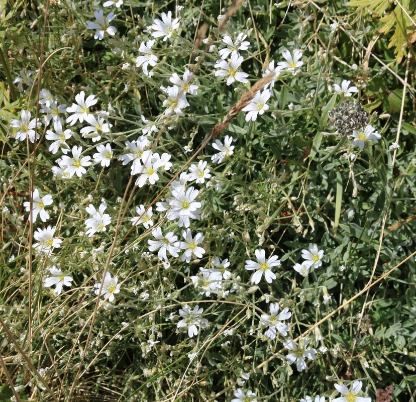 Изображение особи Cerastium szowitsii.