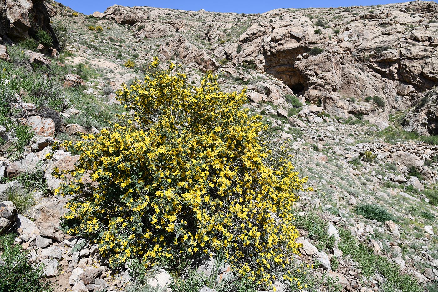 Изображение особи Rosa kokanica.