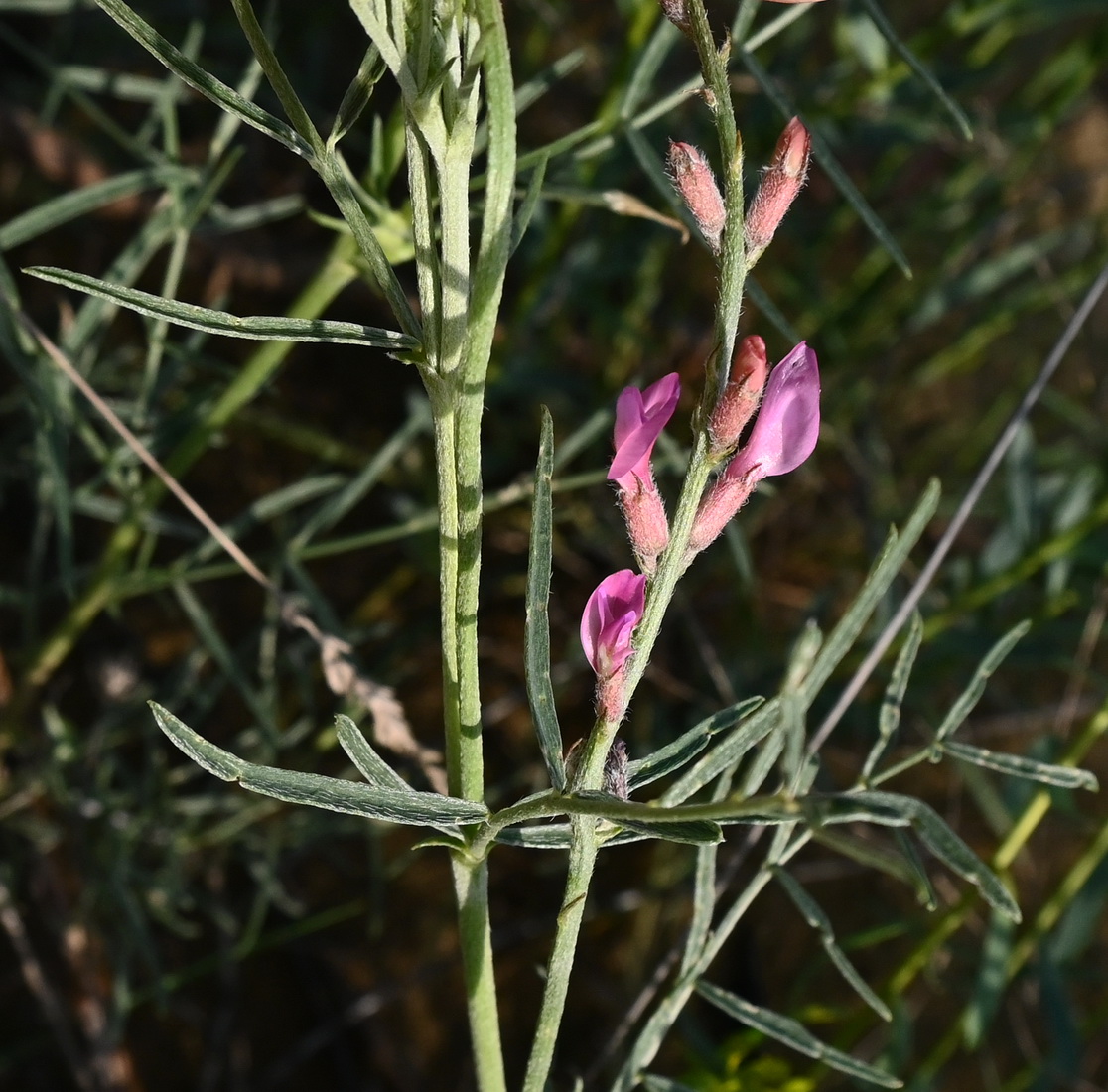 Image of Astragalus barbidens specimen.