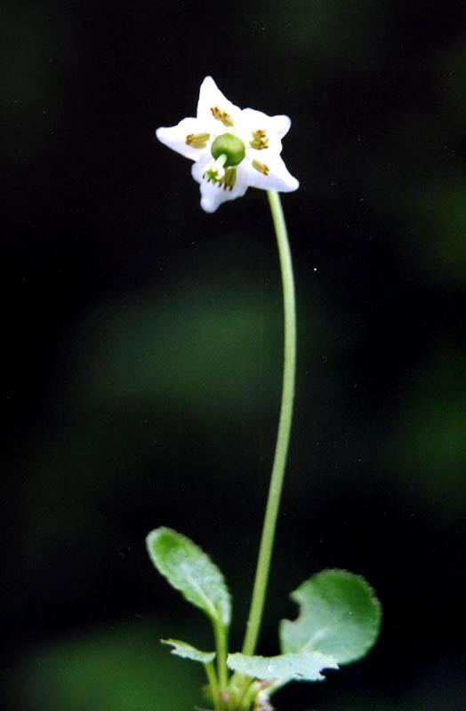 Image of Moneses uniflora specimen.