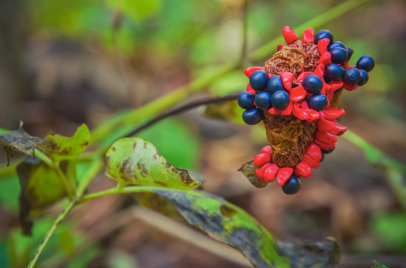 Изображение особи Paeonia obovata.
