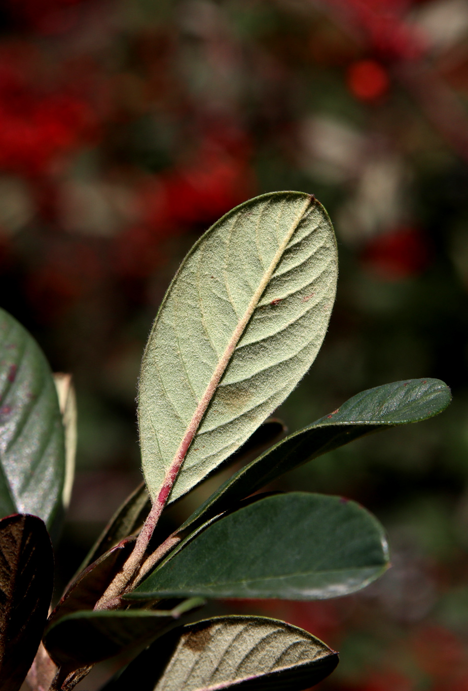 Image of Cotoneaster glaucophyllus var. serotinus specimen.