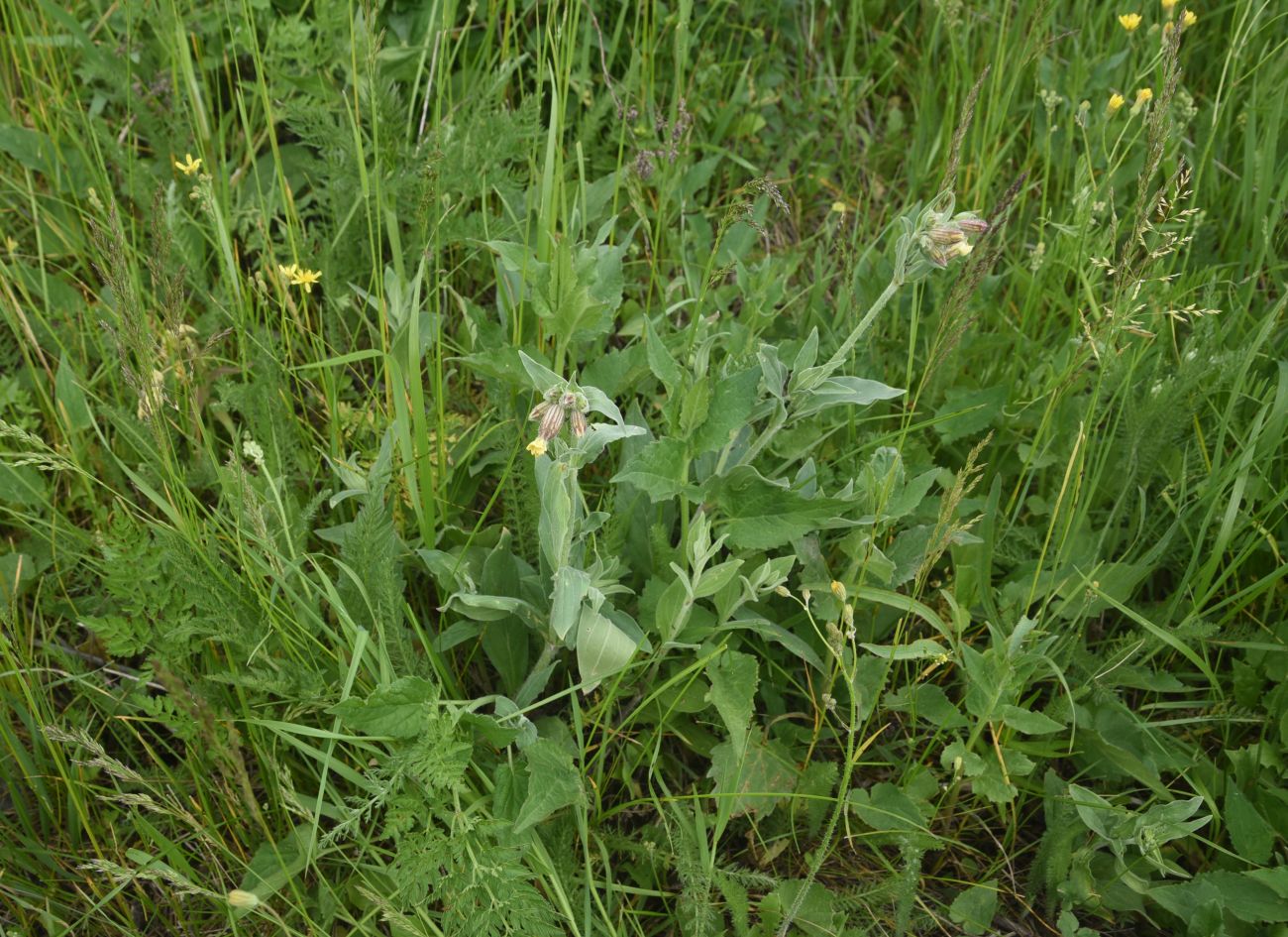 Image of genus Silene specimen.