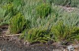 Limbarda crithmoides. Цветущие растения в сообществе с Atriplex. Португалия, г. Лиссабон, берег реки. 10.08.2025.