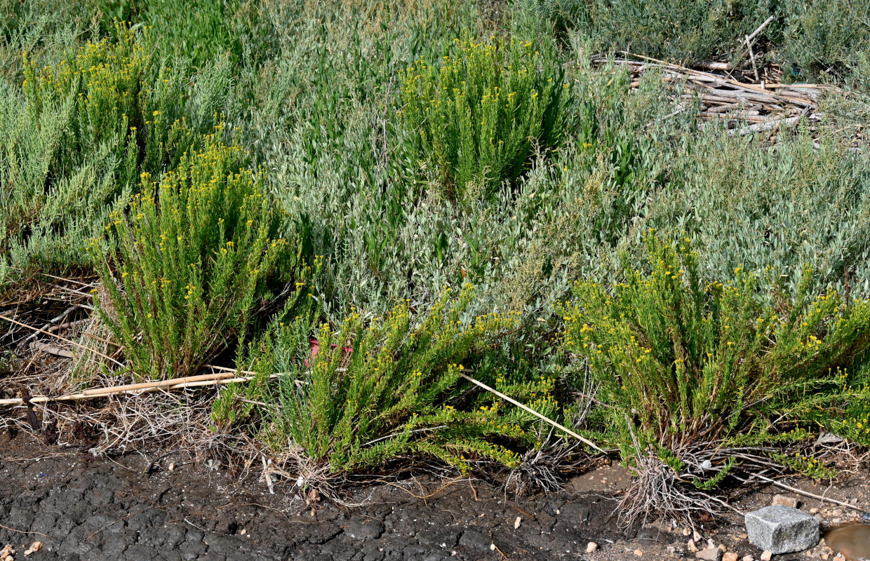 Image of Limbarda crithmoides specimen.