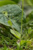 Draba nemorosa. Нижняя часть цветущего и плодоносящего растения. Дагестан, Казбековский р-н, окр. с. Дубки, луговая опушка. 27.04.2026.