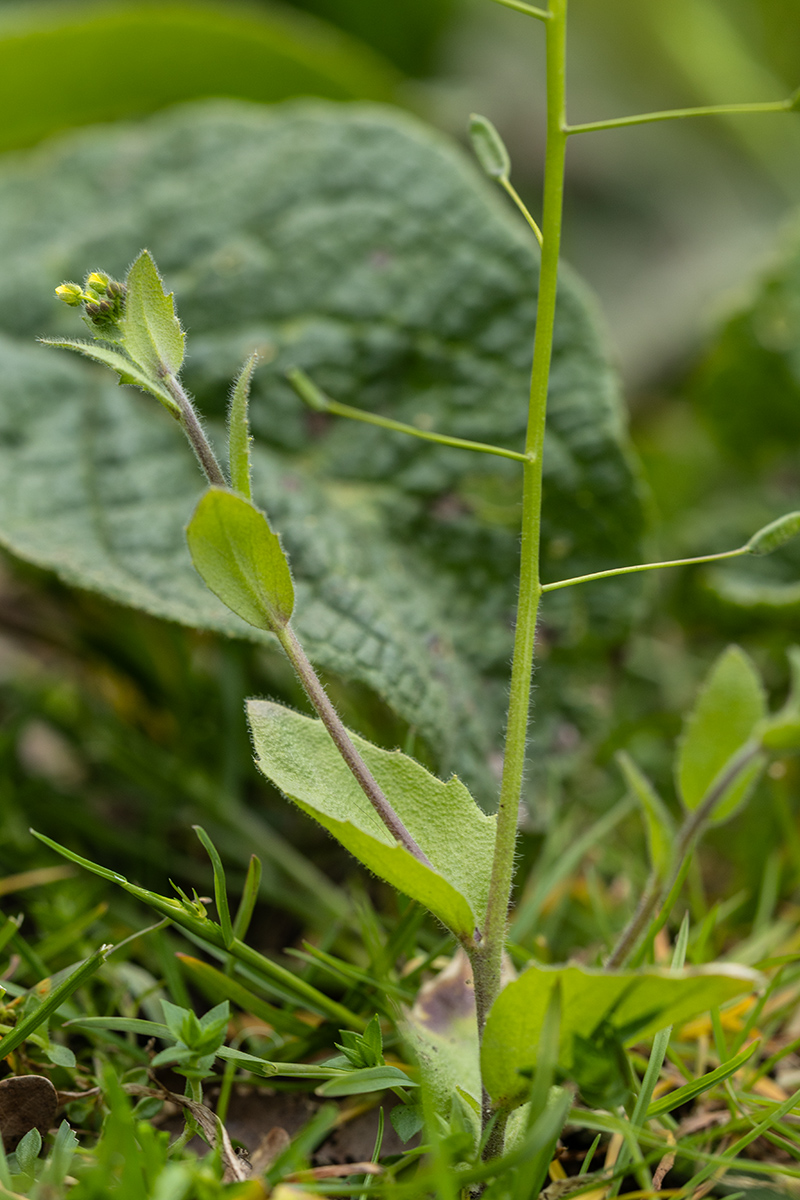 Image of Draba nemorosa specimen.