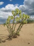 Onosma transrhymnensis. Цветущее растение. Казахстан, Восточно-Казахстанская обл., Самарский р-н, окр. Казнаковской переправы; Зайсанская котловина, Кулуджунские пески. 14 мая 2026 г.