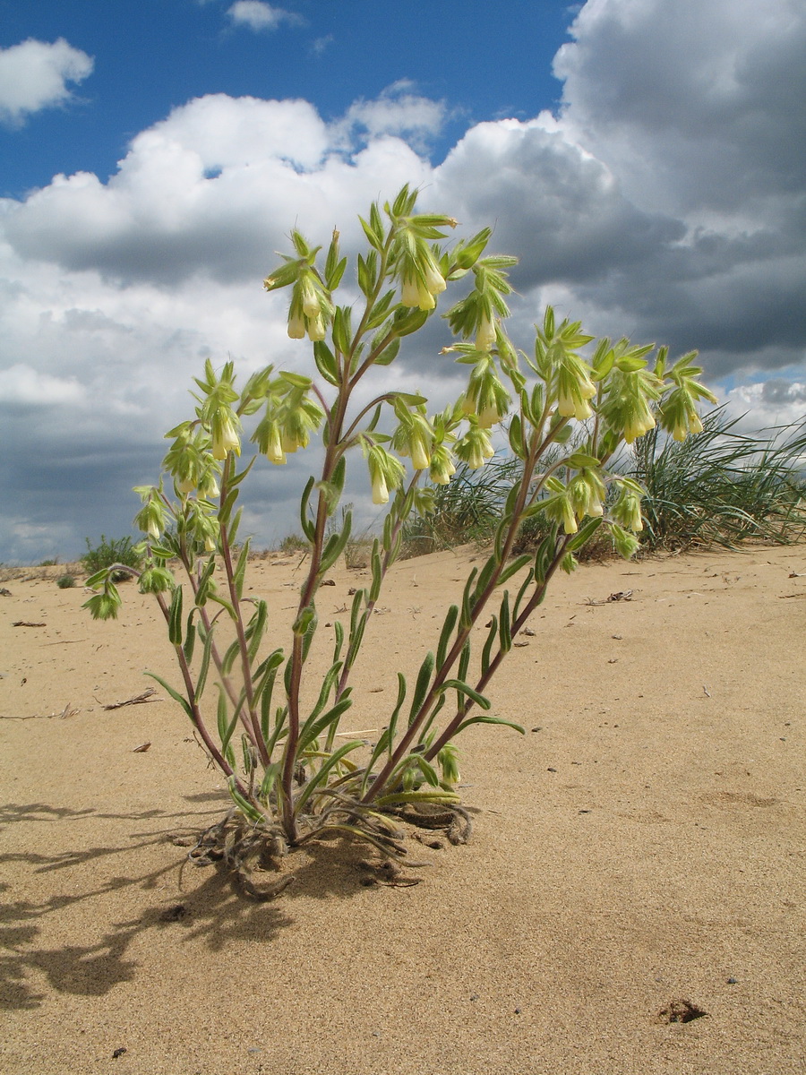 Image of Onosma transrhymnensis specimen.