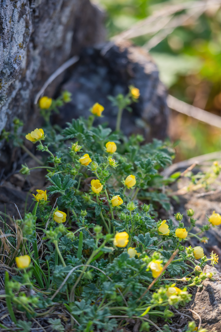 Image of genus Potentilla specimen.