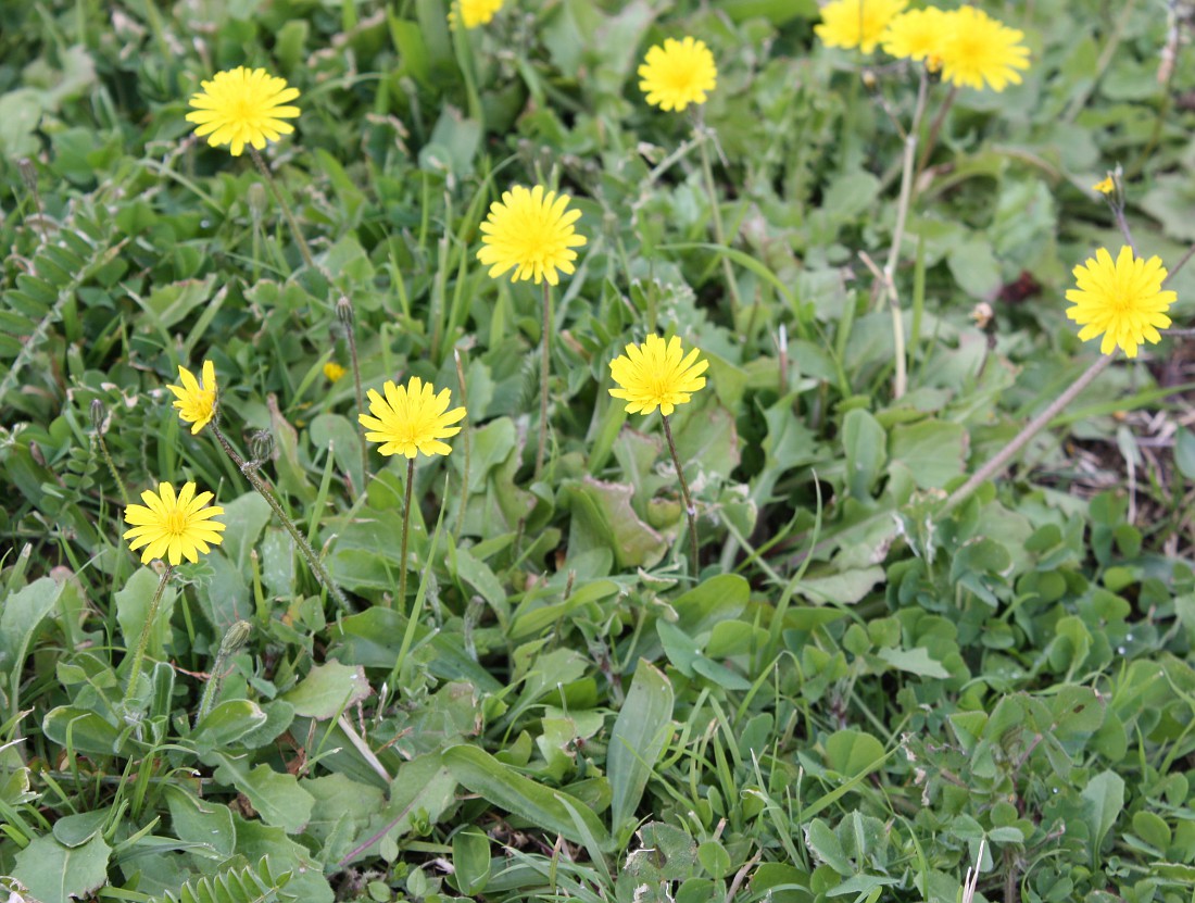 Image of Lagoseris sancta specimen.
