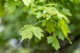 род Acer