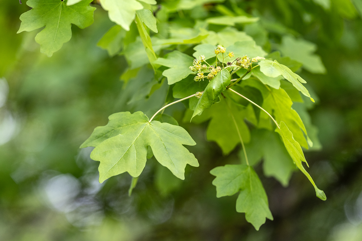 Изображение особи Acer campestre.