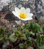 Dryas ajanensis. Цветущее растение. Хабаровский край, р-н имени Лазо, массив горы Ко, гора Столовая, выс. ≈ 1800 м н.у.м., горная тундра. 22.06.2026.