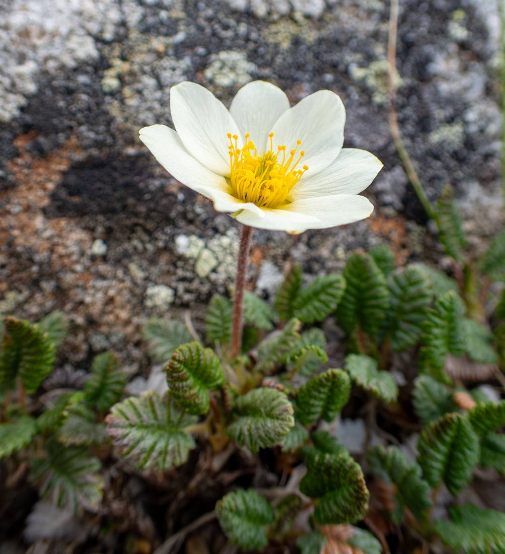 Image of Dryas ajanensis specimen.